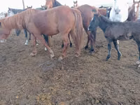 Mare, Horses — photo 1