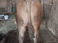 Bou, Vaca Limousine — foto 5