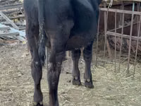 Bull, Aberdeen-Angus — photo 4
