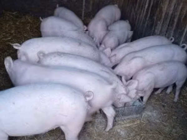Boar, Pigs