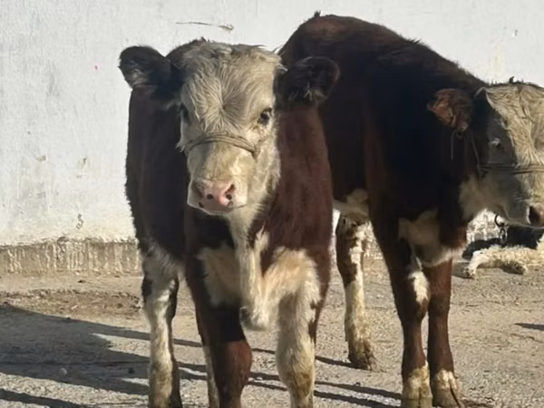 Гов, Simmental cattle