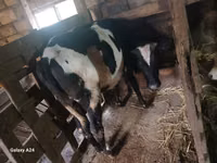 ላም, Russian Black pied cattle — ፎቶ 5