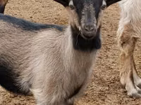 Kambing jantan, Goats — foto 5