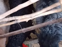 Kambing jantan, Sheep — foto 2