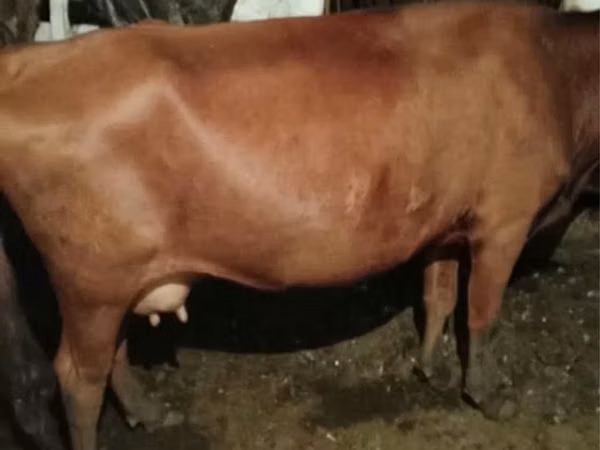 Cow, Cattle