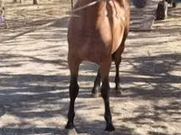 Cavallo, Cavalli — foto 2