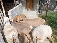 Sheep, Arashan sheep — photo 3