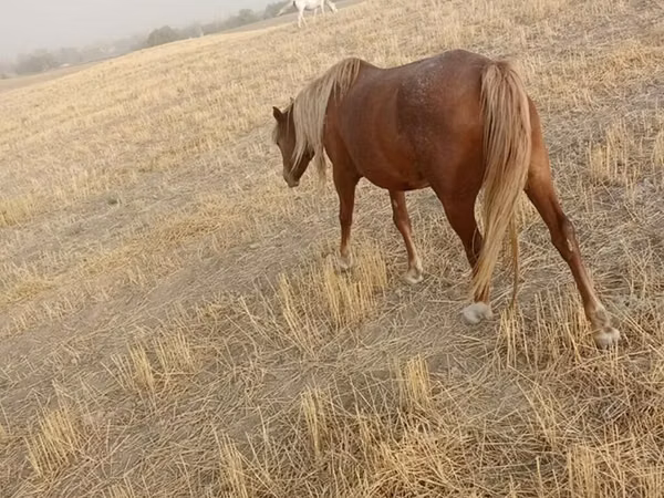 Mare, Russian Don — Kyrgyzstan