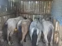 Vædder, Edilbay sheep — foto 5