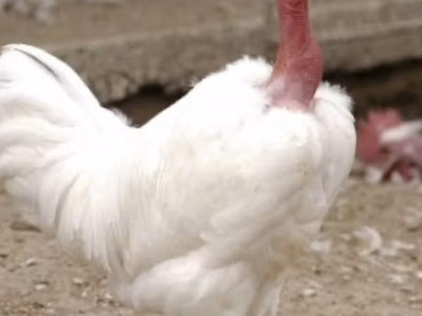 Chickens