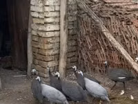 Pearl Grey — 2-rasm