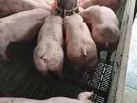 Sow, Pigs — photo 2