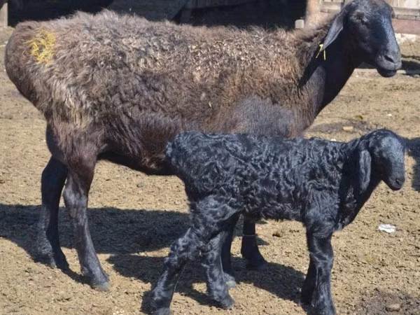 Sheep, Edilbay sheep