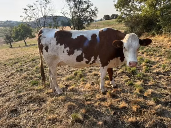Bò cái, Montbéliarde