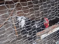Chickens — fotografija 1