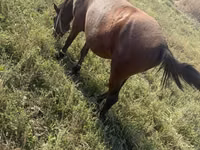Cavalla, Horse breed — foto 7