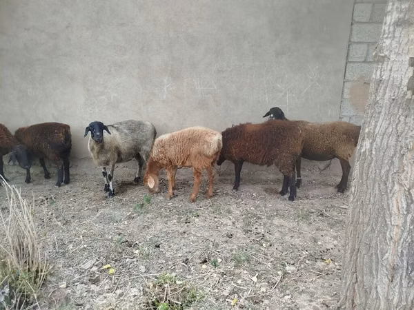 Sheep, Sheep — Kyrgyzstan