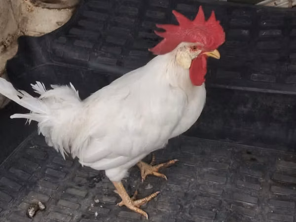 Chickens — Asarbajan