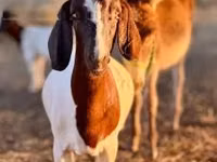 ፍየል, Boer goat — ፎቶ 2