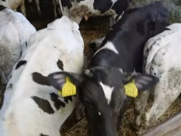 Bulle, Russian Black pied cattle