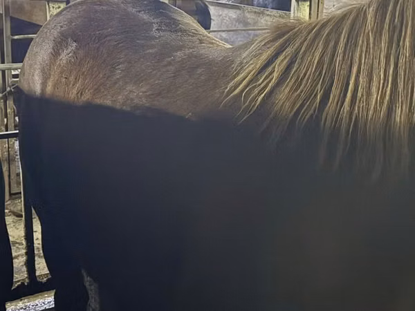 Horse (M), Horses