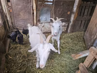 Goat, Saanen goat — photo 2