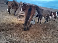 Mare, Horse breed — photo 2