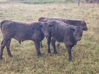 Bull, Galloway cow — photo 2