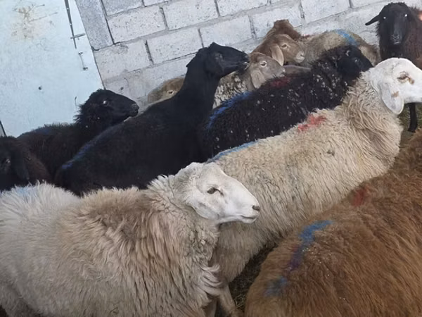 Ram, Sheep — Kyrgyzstan