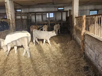 Гов, Charolais cattle — акс 5