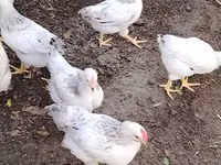 Chickens — รูปภาพ 3