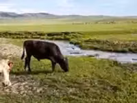 Bou, Bovine — foto 7