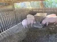암퇘지, 돼지 — 사진 3