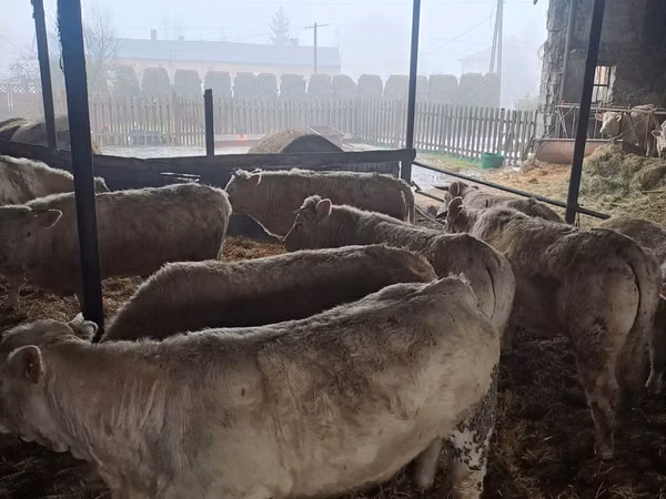 گاو ماده, Charolais cattle