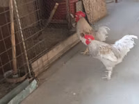 Chickens — photo 7