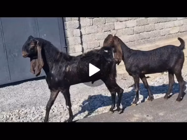 Goat, Kamori goats