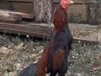 Chickens — عکس 1