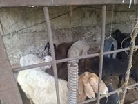 Ram, Sheep — photo 4