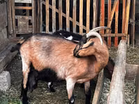 Goat, Alpine goat — photo 2