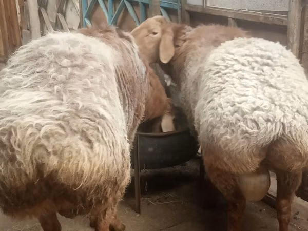 Ram, Arashan sheep — Kyrgyzstan