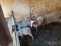 Kambing jantan, Sheep — foto 1