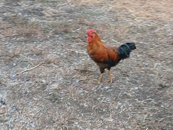 Chickens — Azerbaijan