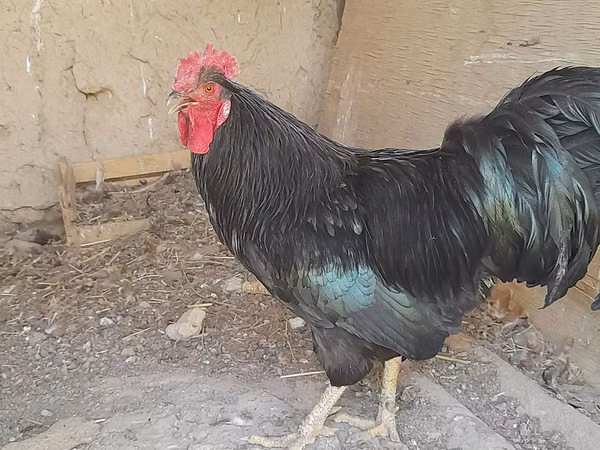 Chickens — Uzbekistan