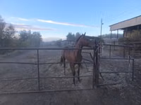 குதிரை, Thoroughbred horse — புகைப்படம் 5