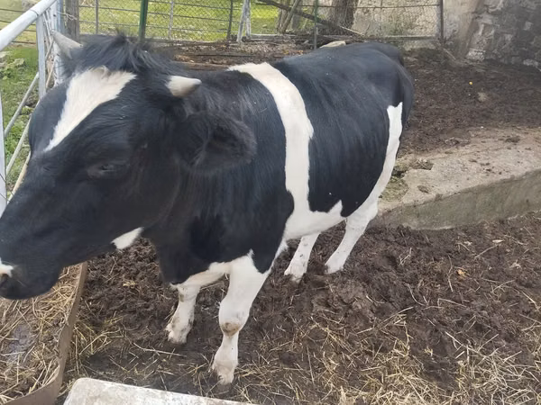 Cow, Russian Black pied cattle — Moldova