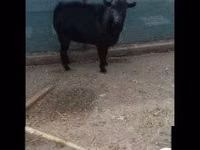 Bok, Dutch Landrace goats — foto 2