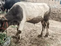 Boğa, Sığır — foto 3