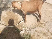 Capra, Alpine goat — foto 2