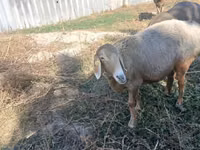 Sheep, Arashan sheep — photo 3