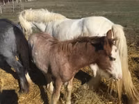 Horse (M), Gypsy horse — photo 3